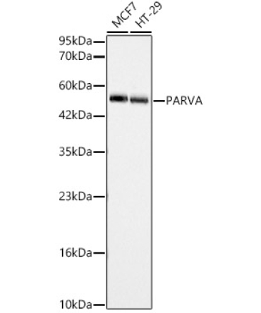 PARVA Rabbit Polyclonal Antibody