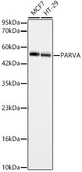 PARVA Rabbit Polyclonal Antibody