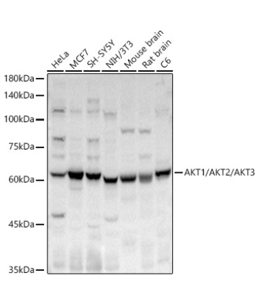 AKT1/AKT2/AKT3 Rabbit Polyclonal Antibody