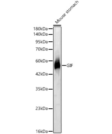 GIF Rabbit Polyclonal Antibody
