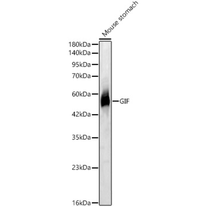 GIF Rabbit Polyclonal Antibody