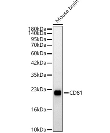 CD81 Rabbit Polyclonal Antibody