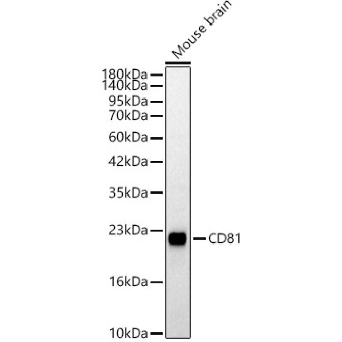 CD81 Rabbit Polyclonal Antibody
