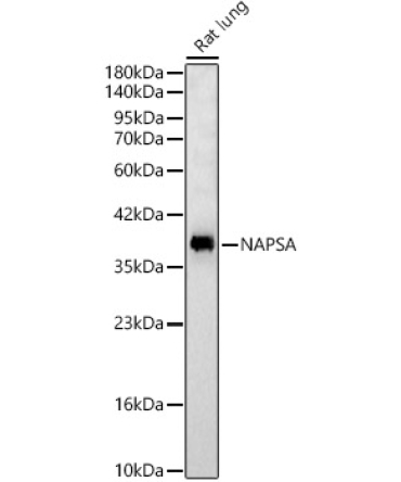 NAPSA Rabbit Polyclonal Antibody