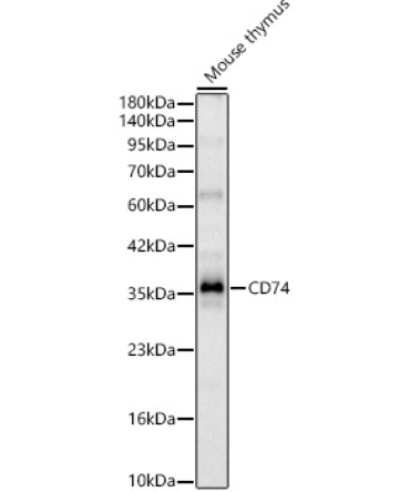 CD74 Rabbit Polyclonal Antibody