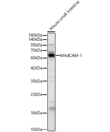 MAdCAM-1 Rabbit Polyclonal Antibody