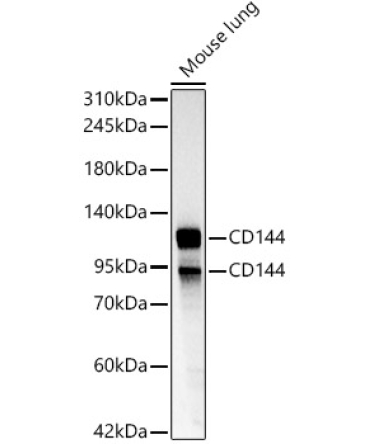 CD144 Rabbit Polyclonal Antibody