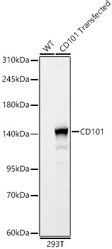 CD101 Rabbit Polyclonal Antibody