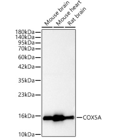 COX5A Rabbit Polyclonal Antibody [KO Validated]