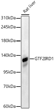 GTF2IRD1 Rabbit Polyclonal Antibody