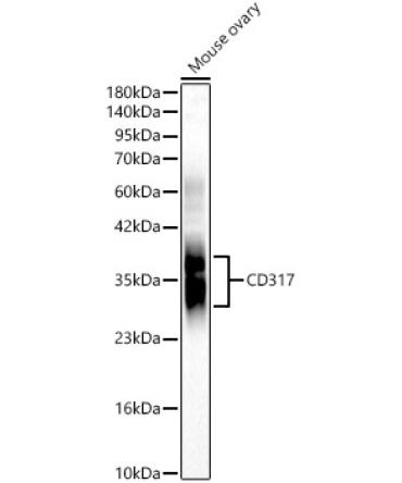 CD317 Rabbit Polyclonal Antibody