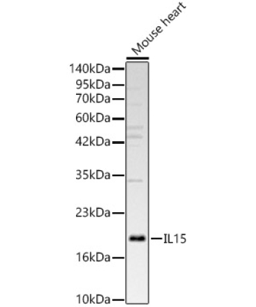 IL15 Rabbit Polyclonal Antibody