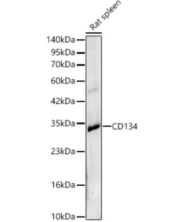 CD134 Rabbit Polyclonal Antibody