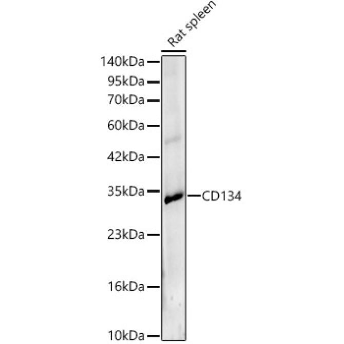 CD134 Rabbit Polyclonal Antibody