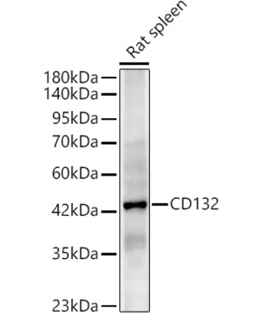 CD132 Rabbit Polyclonal Antibody