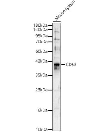 CD53 Rabbit Polyclonal Antibody