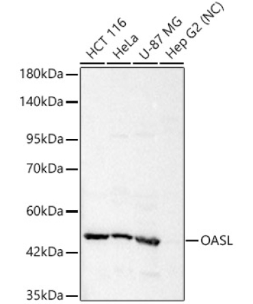 OASL Rabbit Polyclonal Antibody