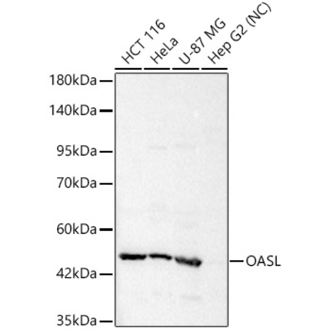 OASL Rabbit Polyclonal Antibody