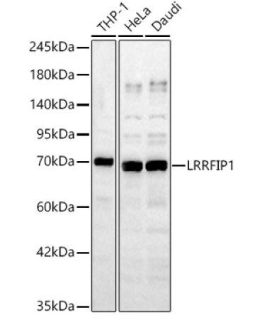 LRRFIP1 Rabbit Polyclonal Antibody