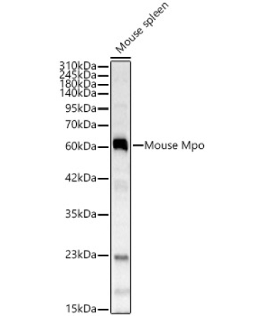 Mouse Mpo Rabbit Polyclonal Antibody