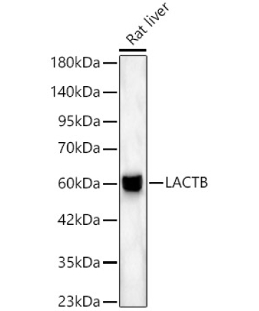 LACTB Rabbit Polyclonal Antibody