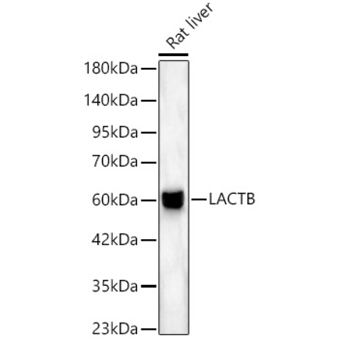 LACTB Rabbit Polyclonal Antibody