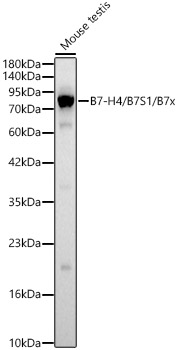 B7-H4 / B7S1 / B7x Rabbit Polyclonal Antibody