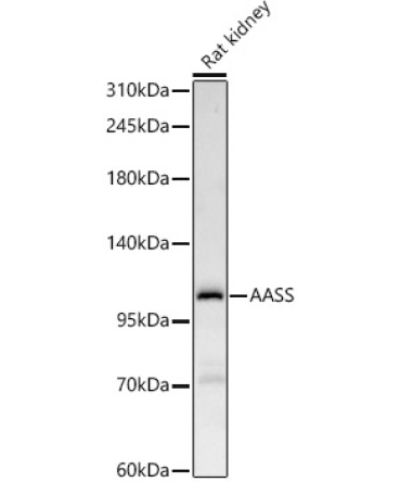 AASS Rabbit Polyclonal Antibody