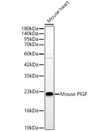 Mouse PlGF Rabbit Polyclonal Antibody