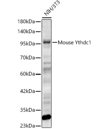 Mouse Ythdc1 Rabbit Polyclonal Antibody