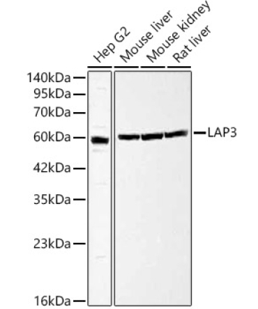 LAP3 Rabbit Polyclonal Antibody