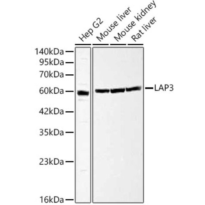 LAP3 Rabbit Polyclonal Antibody