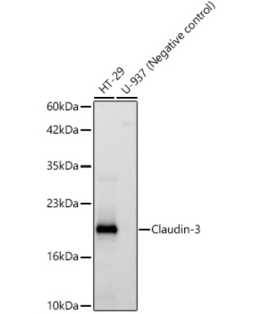 Claudin-3 Rabbit Monoclonal Antibody