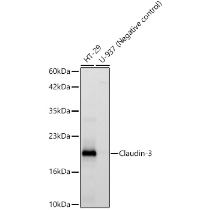 Claudin-3 Rabbit Monoclonal Antibody