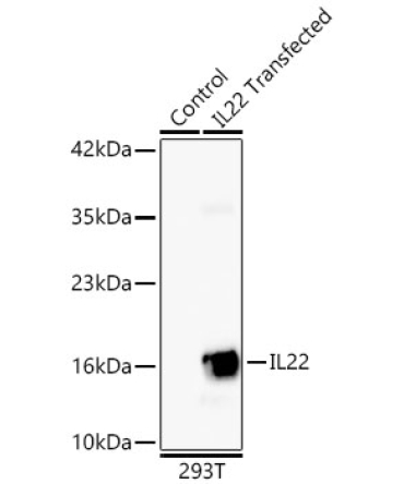 IL22 Rabbit Monoclonal Antibody