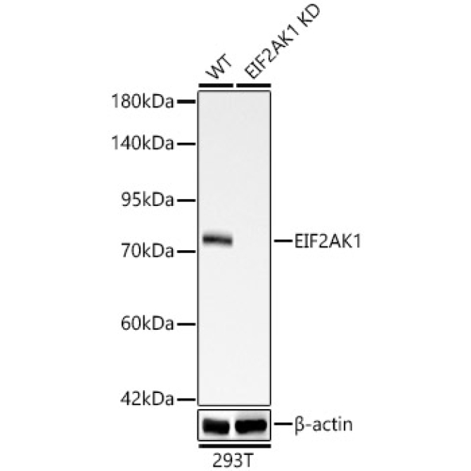 EIF2AK1 Rabbit Monoclonal Antibody [KD Validated]