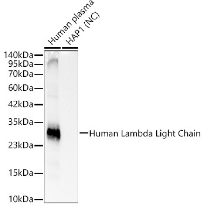Human Lambda Light Chain Rabbit Monoclonal Antibody