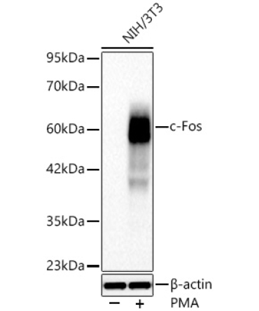 c-Fos Rabbit Monoclonal Antibody
