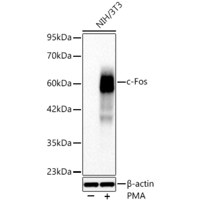 c-Fos Rabbit Monoclonal Antibody
