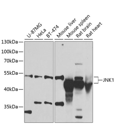 JNK1 Rabbit Polyclonal Antibody