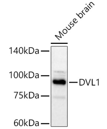 DVL1 Rabbit Polyclonal Antibody