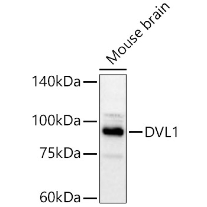 DVL1 Rabbit Polyclonal Antibody