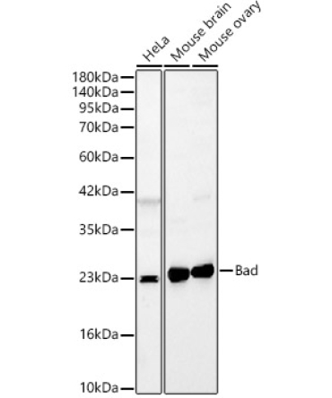 Bad Rabbit Polyclonal Antibody [KO Validated]