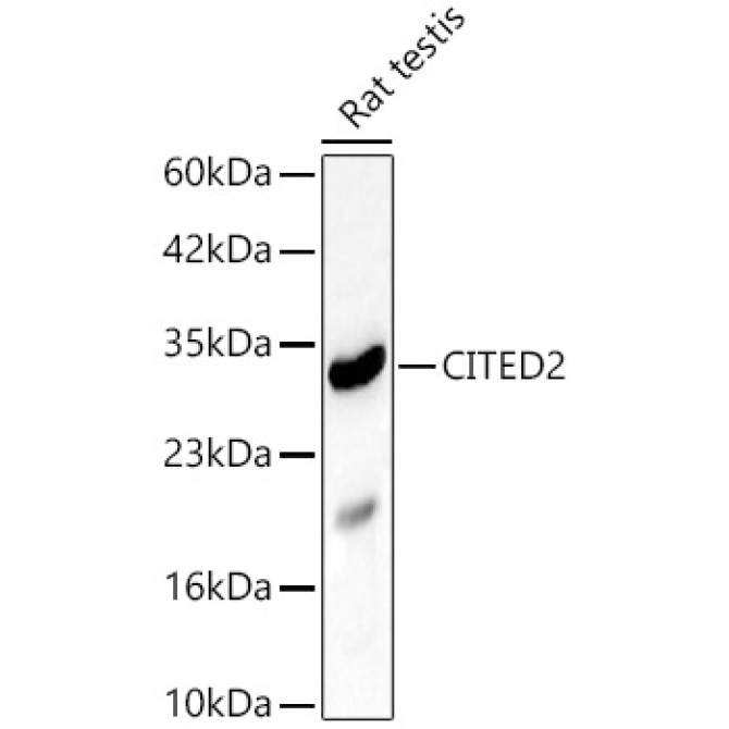 CITED2 Rabbit Polyclonal Antibody