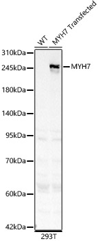 MYH7 Rabbit Polyclonal Antibody