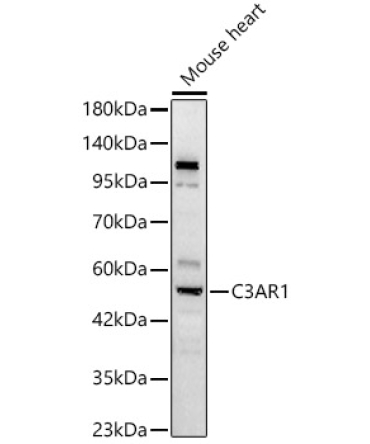 C3AR1 Rabbit Polyclonal Antibody