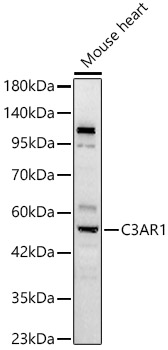 C3AR1 Rabbit Polyclonal Antibody