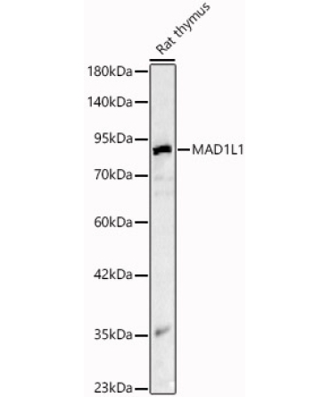 MAD1L1 Rabbit Polyclonal Antibody