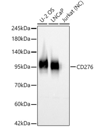 CD276 Rabbit Polyclonal Antibody