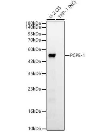 PCPE-1 Rabbit Monoclonal Antibody